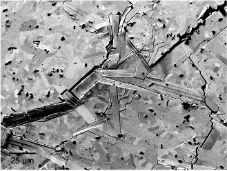 Scanning Electron Microscope image